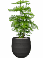 Araucaria Heterophylla In Bordo D 30 H 114 cm - PlantenShop24 - 02-05-2025