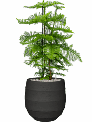Araucaria Heterophylla In Bordo D 30 H 114 cm - PlantenShop24 - 02-05-2025