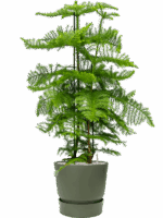Araucaria Heterophylla In Greenville D 30 H 136 cm - PlantenShop24 - 02-05-2025