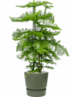Araucaria Heterophylla In Greenville D 30 H 136 cm - PlantenShop24 - 02-05-2025