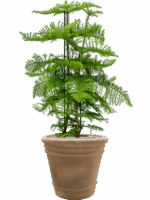 Araucaria Heterophylla In Terra Cotta Doppio D 30 H 109 cm - PlantenShop24 - 02-05-2025
