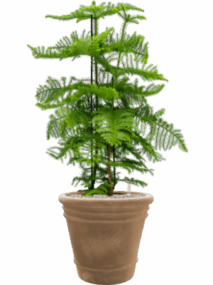 Araucaria Heterophylla In Terra Cotta Doppio D 30 H 109 cm - PlantenShop24 - 02-05-2025