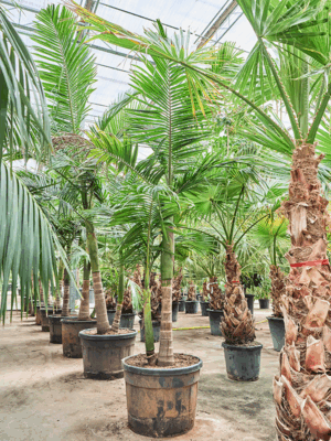 Archontophoenix Alexandrae D 68 H 325 cm - PlantenShop24 - 20-05-2025