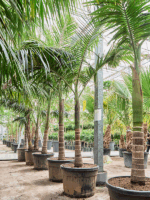 Archontophoenix Alexandrae D 73 H 380 cm - PlantenShop24 - 20-05-2025