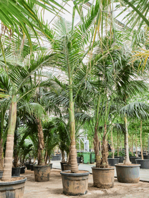 Archontophoenix Alexandrae D 73 H 450 cm - PlantenShop24 - 20-05-2025