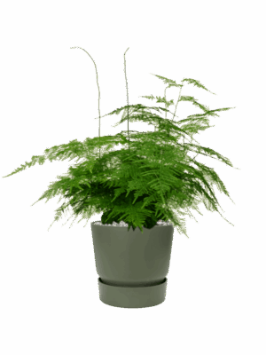 Asparagus Plumosus In Greenville D 21 H 68 cm - PlantenShop24 - 21-05-2025