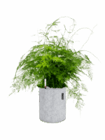 Asparagus Plumosus In Lechuza Trendcover Felt D 27 H 79 cm - PlantenShop24 - 07-05-2025