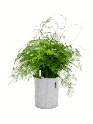 Asparagus Plumosus In Lechuza Trendcover Felt D 27 H 79 cm - PlantenShop24 - 07-05-2025