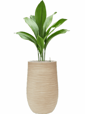 Aspidistra Elatior In Baq Dune D 17 H 117 cm - PlantenShop24 - 27-05-2025