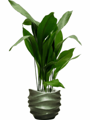 Aspidistra Elatior In Baq Gradient Lee D 24 H 140 cm - PlantenShop24 - 26-05-2025