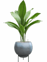 Aspidistra Elatior In Baq Metallic Silver Leaf D 17 H 92 cm - PlantenShop24 - 27-05-2025