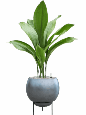 Aspidistra Elatior In Baq Metallic Silver Leaf D 17 H 92 cm - PlantenShop24 - 27-05-2025