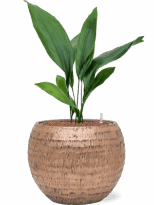 Aspidistra Elatior In Baq Opus Hammered D 15 H 76 cm - PlantenShop24 - 12-05-2025