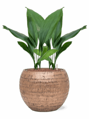 Aspidistra Elatior In Baq Opus Hammered D 15 H 76 cm - PlantenShop24 - 12-05-2025