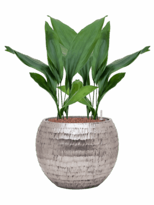 Aspidistra Elatior In Baq Opus Hammered D 15 H 76 cm - PlantenShop24 - 12-05-2025