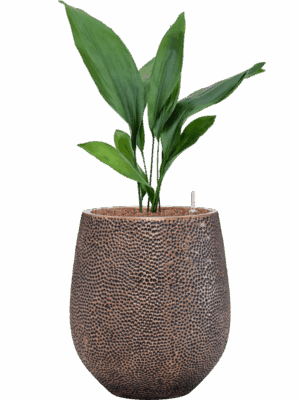 Aspidistra Elatior In Baq Opus Hit D 15 H 86 cm - PlantenShop24 - 12-05-2025