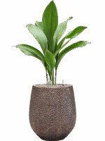 Aspidistra Elatior In Baq Opus Hit D 17 H 103 cm - PlantenShop24 - 27-05-2025