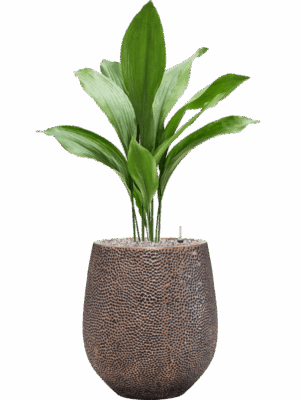 Aspidistra Elatior In Baq Opus Hit D 17 H 103 cm - PlantenShop24 - 27-05-2025