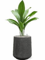 Aspidistra Elatior In Baq Raindrop D 17 H 102 cm - PlantenShop24 - 27-05-2025