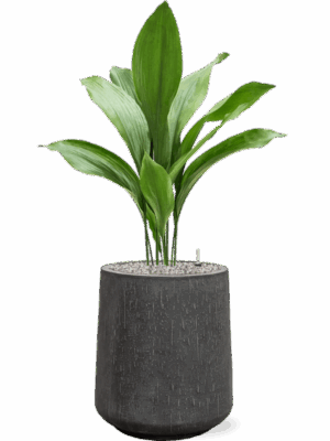 Aspidistra Elatior In Baq Raindrop D 17 H 102 cm - PlantenShop24 - 27-05-2025