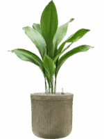 Aspidistra Elatior In Baq Vertical Rib D 17 H 92 cm - PlantenShop24 - 27-05-2025