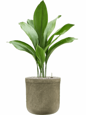 Aspidistra Elatior In Baq Vertical Rib D 17 H 92 cm - PlantenShop24 - 27-05-2025