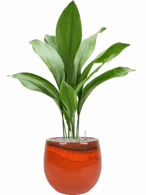 Aspidistra Elatior In Charlotte D 17 H 87 cm - PlantenShop24 - 27-05-2025