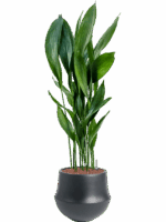 Aspidistra Elatior In Fusion D 25 H 123 cm - PlantenShop24 - 19-05-2025