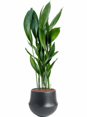 Aspidistra Elatior In Fusion D 25 H 123 cm - PlantenShop24 - 19-05-2025