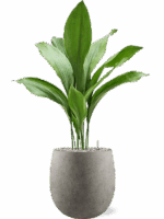 Aspidistra Elatior In Grigio D 17 H 92 cm - PlantenShop24 - 27-05-2025