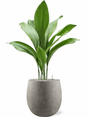 Aspidistra Elatior In Grigio D 17 H 92 cm - PlantenShop24 - 27-05-2025
