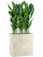 Aspidistra Elatior In Grigio D 75 H 160 cm - PlantenShop24 - 19-05-2025