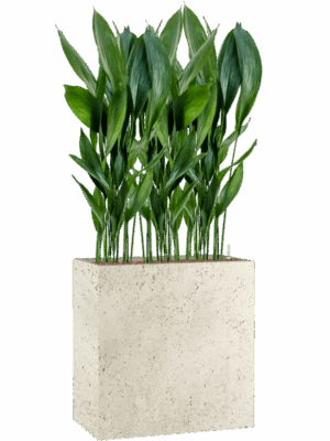 Aspidistra Elatior In Grigio D 75 H 160 cm - PlantenShop24 - 19-05-2025