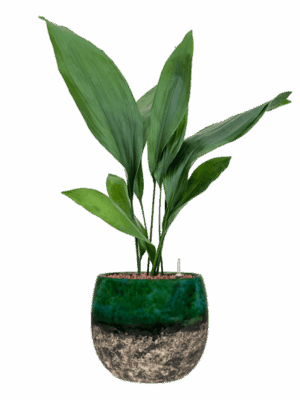 Aspidistra Elatior In Lindy D 15 H 65 cm - PlantenShop24 - 12-05-2025