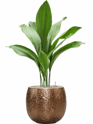 Aspidistra Elatior In Marly D 17 H 89 cm - PlantenShop24 - 27-05-2025