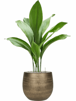 Aspidistra Elatior In Ryan D 17 H 88 cm - PlantenShop24 - 27-05-2025