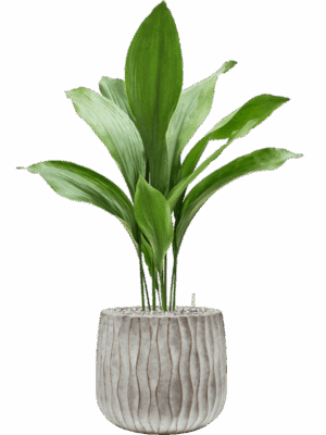 Aspidistra Elatior In Wave D 17 H 88 cm - PlantenShop24 - 27-05-2025