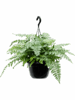 Asplenium Dimorphum Parvati D 20 H 35 cm - PlantenShop24 - 26-05-2025