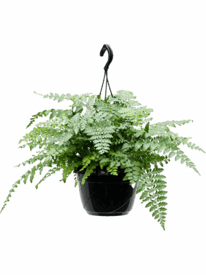Asplenium Dimorphum Parvati D 20 H 35 cm - PlantenShop24 - 26-05-2025