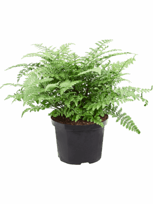 Asplenium Dimorphum Parvati D 23 H 55 cm - PlantenShop24 - 10-06-2025
