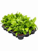 Asplenium Nidus D 8 H 20 cm - PlantenShop24 - 10-06-2025