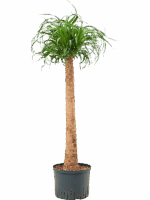 Beaucarnea Recurvata D 25 H 125 cm - PlantenShop24 - 07-05-2025