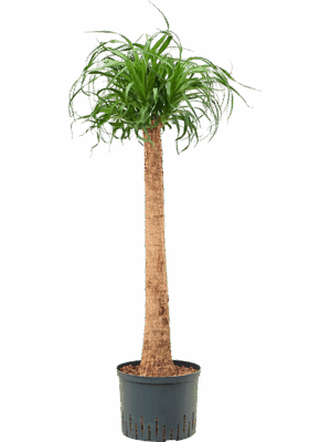 Beaucarnea Recurvata D 25 H 125 cm - PlantenShop24 - 07-05-2025