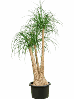 Beaucarnea Recurvata D 40 H 160 cm - PlantenShop24 - 06-05-2025