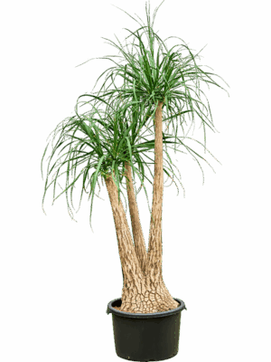 Beaucarnea Recurvata D 40 H 160 cm - PlantenShop24 - 06-05-2025