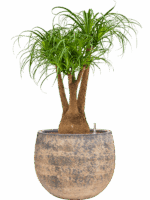 Beaucarnea Recurvata In Baq Atlas D 25 H 98 cm - PlantenShop24 - 19-05-2025