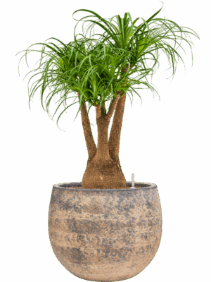 Beaucarnea Recurvata In Baq Atlas D 25 H 98 cm - PlantenShop24 - 19-05-2025