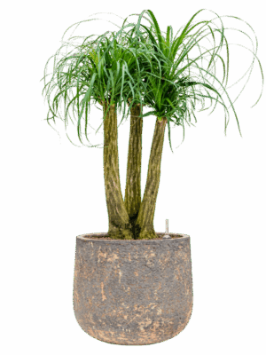 Beaucarnea Recurvata In Baq Atlas D 28 H 106 cm - PlantenShop24 - 26-05-2025