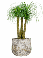 Beaucarnea Recurvata In Baq Atlas D 28 H 106 cm - PlantenShop24 - 26-05-2025