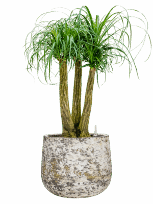 Beaucarnea Recurvata In Baq Atlas D 28 H 106 cm - PlantenShop24 - 26-05-2025